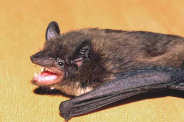 Bat