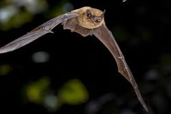 Bat2