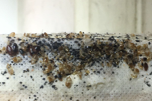 Bed-Bugs-1