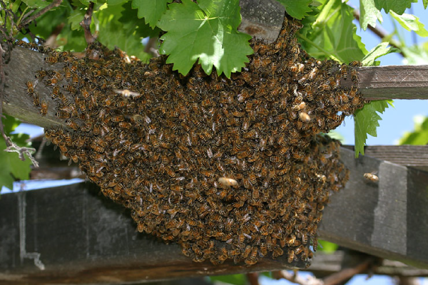 Bees2