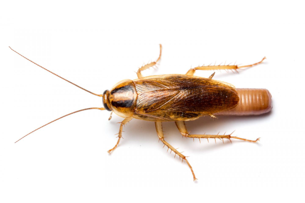 Cockroach-1