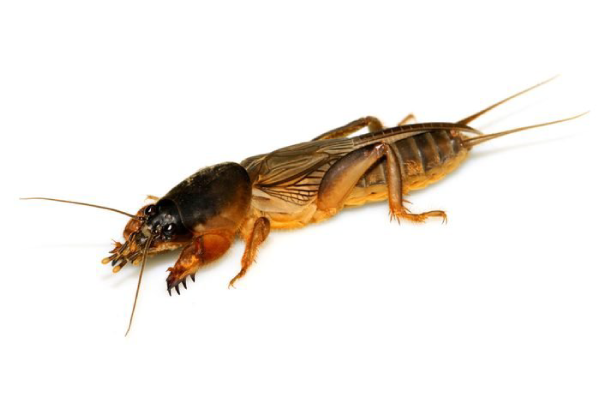Mole-Cricket-1