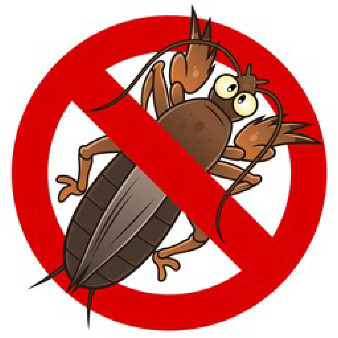 MOLE CRICKET Mole-Cricket