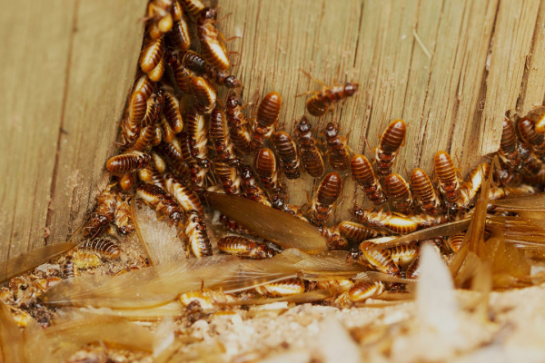 Termites-2