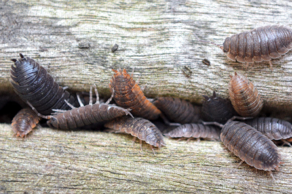 Wood-Lice-1]