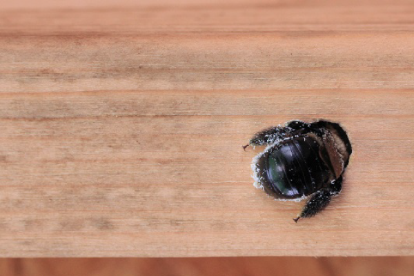 Wood-destroying-organisms2