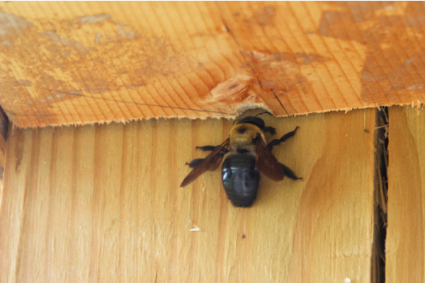 Wood-destroying-organisms3