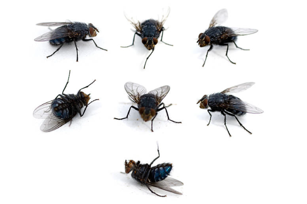 flies-3